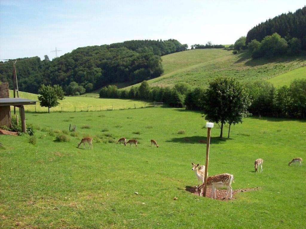 Hof Goerrespesch-Ferien Im Herzen Der Schneifel Schlausenbach Kültér fotó